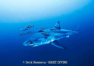 Lo squalo bianco avvistato nel Mediterraneo - (Foto dal sito Ghost Diving e SDSS) Lo squalo bianco avvistato nel Mediterraneo - (Foto dal sito Ghost Diving e SDSS)