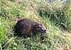 Una nutria, la Regione Veneto ha appronttao un piano per l'abbattimento di questa specie
