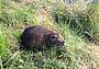 Una nutria, la Regione Veneto ha appronttao un piano per l'abbattimento di questa specie