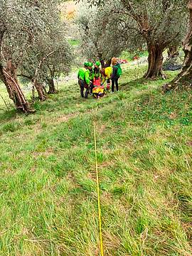 Cade durante la raccolta delle olive Cade durante la raccolta delle olive