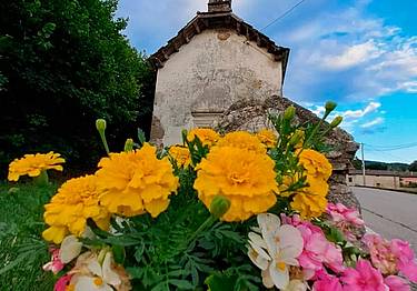 Fiori a Borgo Valbelluna