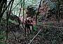 Un tratto del Cammino Retico - chiusa la tappa tra Alano e Seren del Grappa Un tratto del Cammino Retico - chiusa la tappa tra Alano e Seren del Grappa