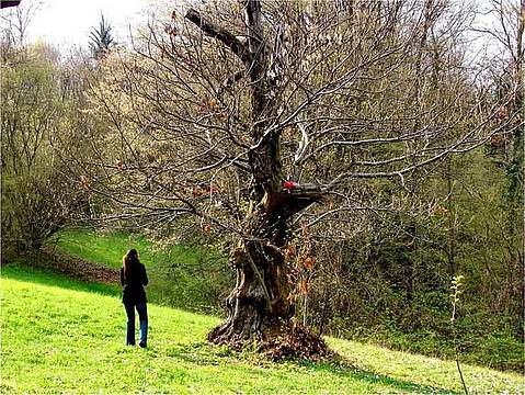 il-bosco-delle-castagne 1