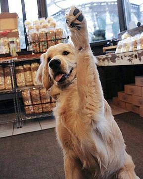 Corsa Bestiale Alla Solidarietà - Dog
