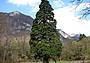LA SEQUOIA DI FAE’