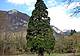 LA SEQUOIA DI FAE’