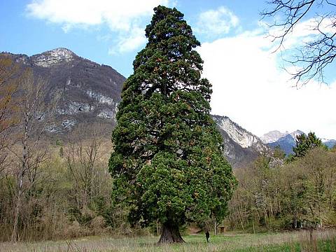 LA SEQUOIA DI FAE’