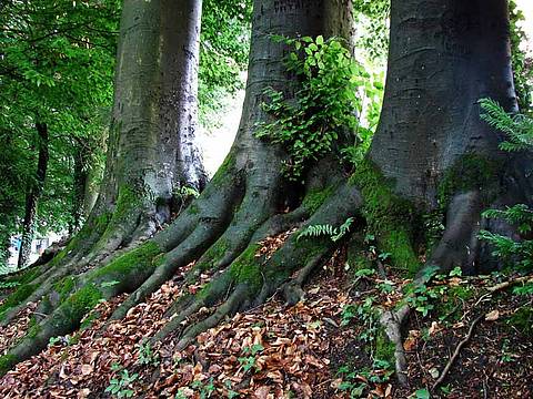 i giganti del Parco Mussoi Belluno
