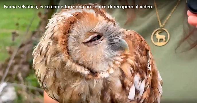 Fauna selvatica - un centro di recupero Fauna selvatica - un centro di recupero