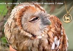 Fauna selvatica - un centro di recupero Fauna selvatica - un centro di recupero