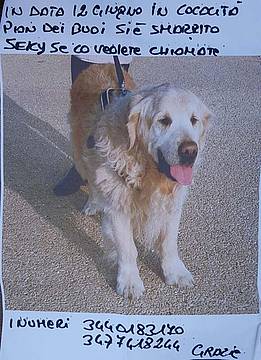 In cerca di un cane in Pian dei Buoi In cerca di un cane in Pian dei Buoi
