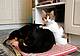 Cani e gatti, come proteggerli da botti e fuochi d'artificio - Fotogramma