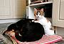 Cani e gatti, come proteggerli da botti e fuochi d'artificio - Fotogramma Cani e gatti, come proteggerli da botti e fuochi d'artificio - Fotogramma