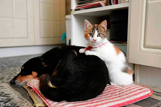 Cani e gatti, come proteggerli da botti e fuochi d'artificio - Fotogramma