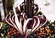 RISTORANTI DEL RADICCHIO 2018