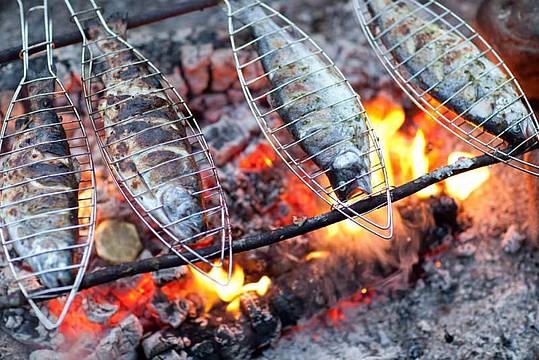 firefish firefish