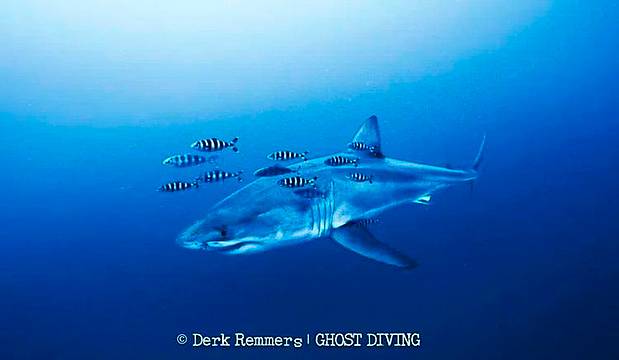 Lo squalo bianco avvistato nel Mediterraneo - (Foto dal sito Ghost Diving e SDSS) Lo squalo bianco avvistato nel Mediterraneo - (Foto dal sito Ghost Diving e SDSS)