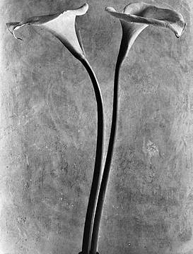 Tina-Modotti,-Calle,-1924,-Messico-©-Tina-Modotti. Tina-Modotti,-Calle,-1924,-Messico-©-Tina-Modotti.
