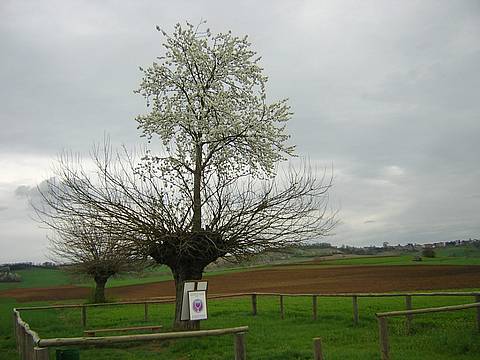 Bialbero di Casorzo – Piemonte (Foto B.G. Zappettini  Wikimedia Commons – Licenza CC BY-SA 2.0)