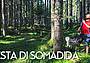 forestadisomadida