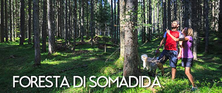 forestadisomadida