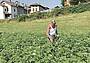 Orti comunali a Feltre