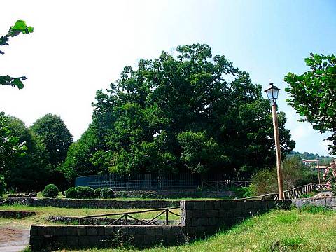 Castagno dei Cento Cavalli – Sant’Alfio, Etna (Foto: LuckyLisp / Wikimedia Commons – Licenza CC BY-SA 3.0)