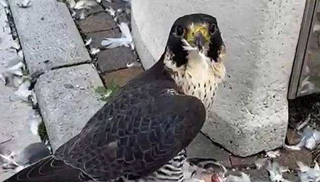 Un falco pellegrino in piazza dei Martiri a Belluno Un falco pellegrino in piazza dei Martiri a Belluno