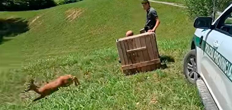 Capriolo bloccato, il video del rilascio 2