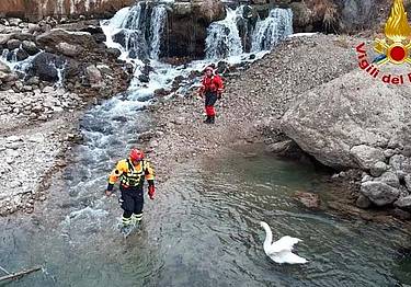 Il salvataggio del cigno da parte dei vigili del fuoco