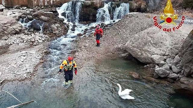 Il salvataggio del cigno da parte dei vigili del fuoco