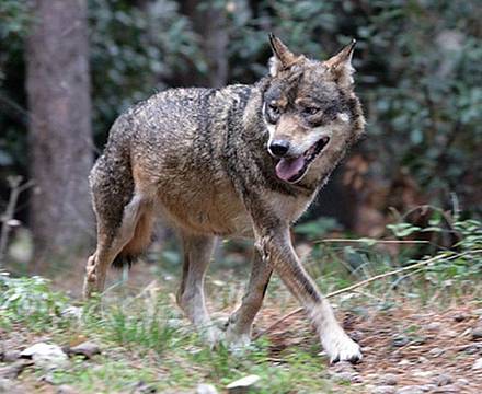 i grandi carnivori - il lupo