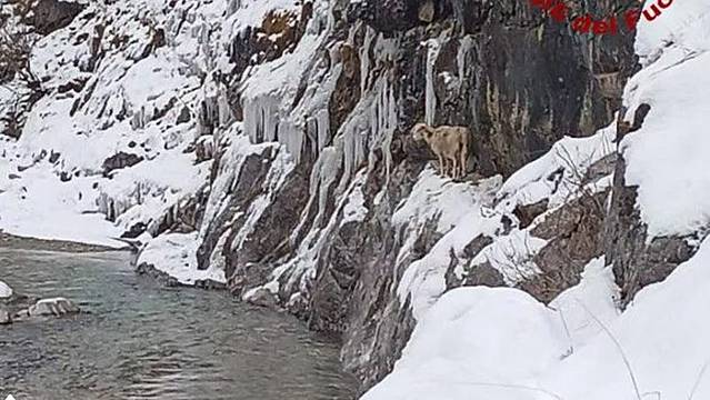 La pecora e l'agnellino bloccati sul greto innevato del Piave a Santo Stefano di Cadore (Foto vigili del fuoco) La pecora e l'agnellino bloccati sul greto innevato del Piave a Santo Stefano di Cadore (Foto vigili del fuoco)