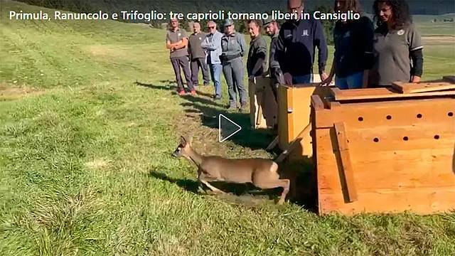 Tre caprioli liberati in Cansiglio Tre caprioli liberati in Cansiglio
