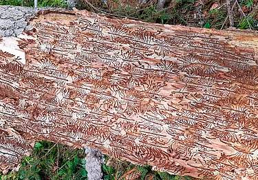 Bostrico in Veneto, “seconda Vaia” - milioni di alberi colpiti dopo la tempesta Bostrico in Veneto, “seconda Vaia” - milioni di alberi colpiti dopo la tempesta