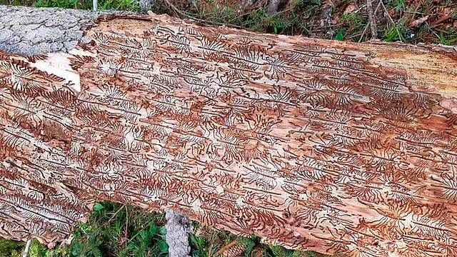 Bostrico in Veneto, “seconda Vaia” - milioni di alberi colpiti dopo la tempesta Bostrico in Veneto, “seconda Vaia” - milioni di alberi colpiti dopo la tempesta