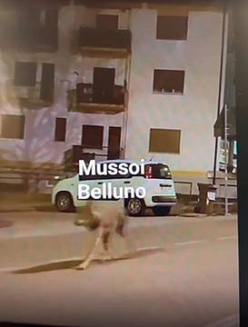 Lupo a spasso per le strade di Belluno ripreso dai passanti 1 Lupo a spasso per le strade di Belluno ripreso dai passanti 1
