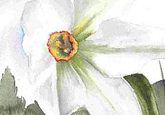 Giornate dei Narcisi Giornate dei Narcisi