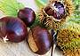 castagne750x464(1)