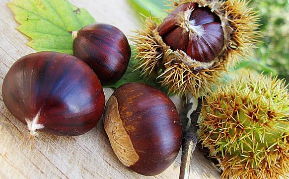 castagne750x464(1)