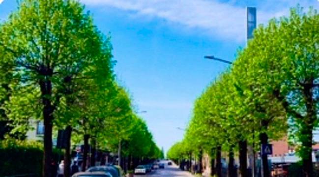 Fermiamo l’abbattimento degli alberi di Via Feltre