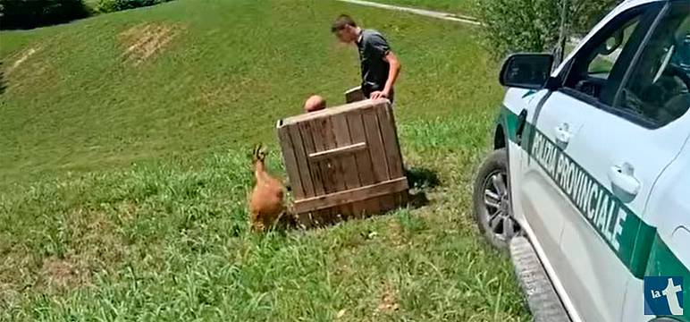 Capriolo bloccato, il video del rilascio 1