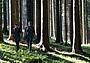 Giornata internazionale delle foreste