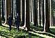 Giornata internazionale delle foreste
