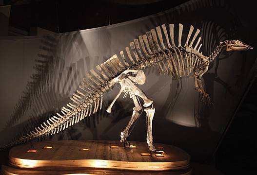 Ouranosaurus nigeriensis Ouranosaurus nigeriensis