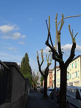 Verde urbano a Belluno - Capitozzature 3 Verde urbano a Belluno - Capitozzature 3