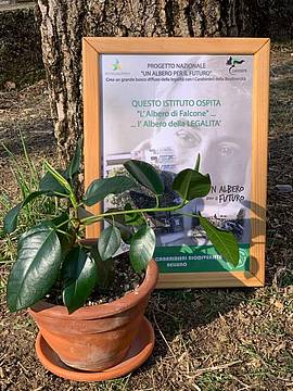 L’albero di Falcone cresce a Lentiai 1