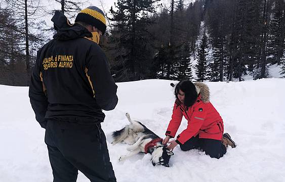 Tre Cime, allarme per cane scappato