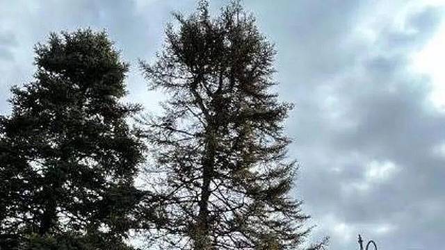 A destra l’albero da abbattere