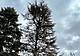 A destra l’albero da abbattere